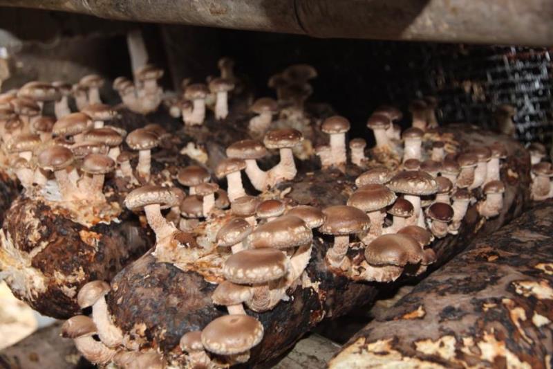 获取有机产品认证证书应符合的要求